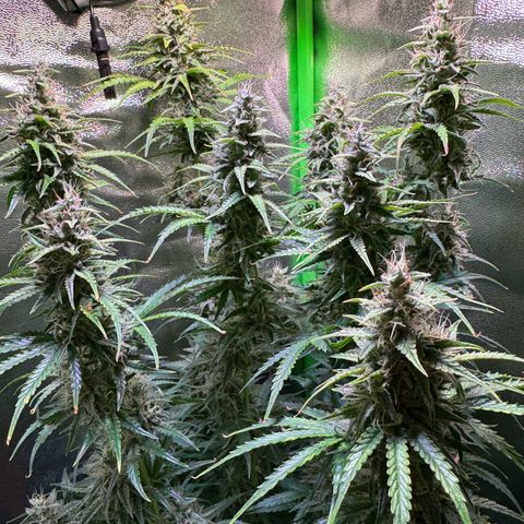 Runtz Auto growlog timeline photo