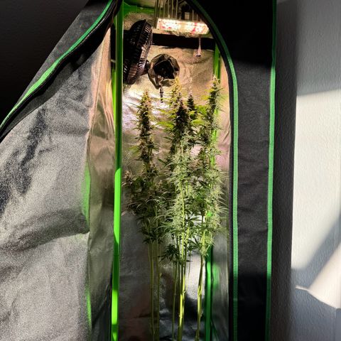 Runtz Auto growlog timeline photo