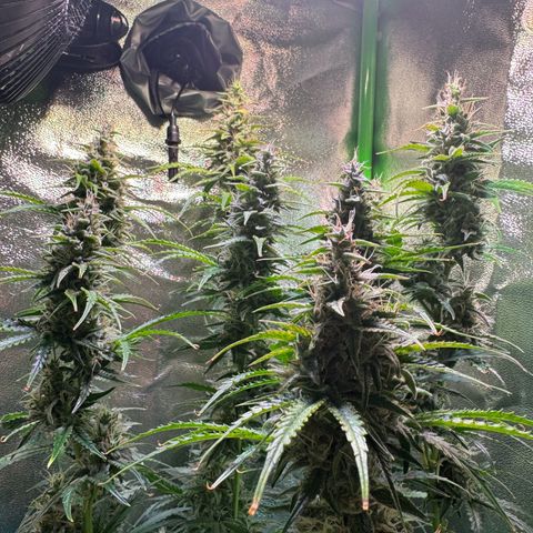 Runtz Auto growlog timeline photo