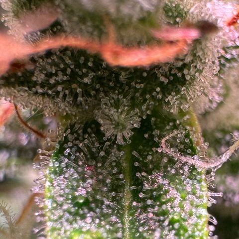Runtz Auto growlog timeline photo