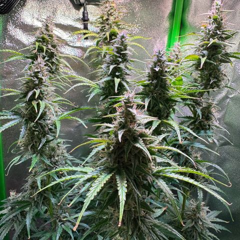 Runtz Auto growlog timeline photo