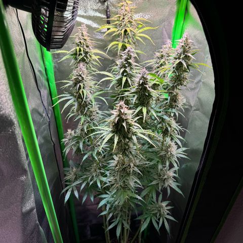 Runtz Auto growlog timeline photo