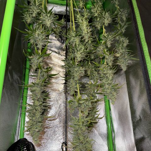 Runtz Auto growlog timeline photo