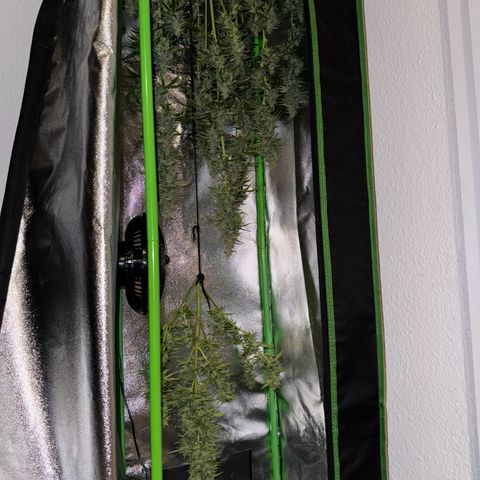 Runtz Auto growlog timeline photo
