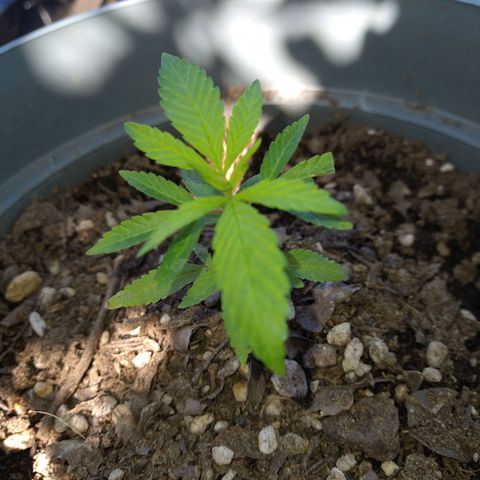 Fenix growlog timeline photo