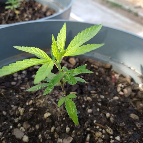 Fenix growlog timeline photo