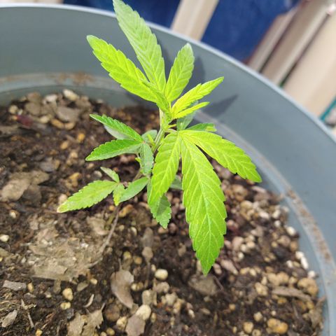 Fenix growlog timeline photo