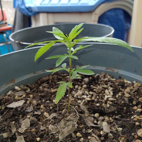 Fenix growlog timeline photo