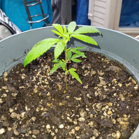 Fenix growlog photo: .06mm of rain