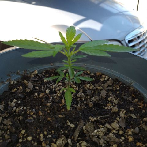 Fenix growlog timeline photo