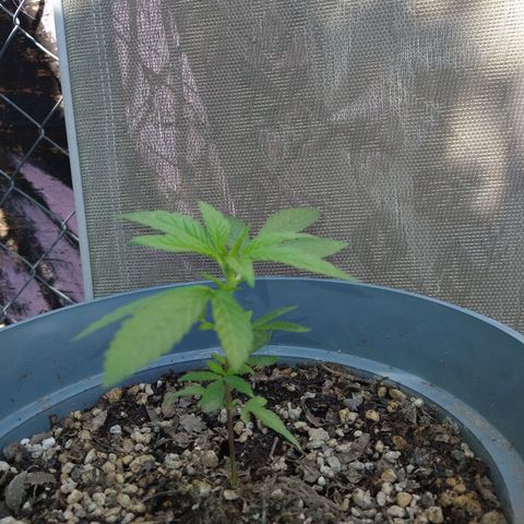 Fenix growlog timeline photo