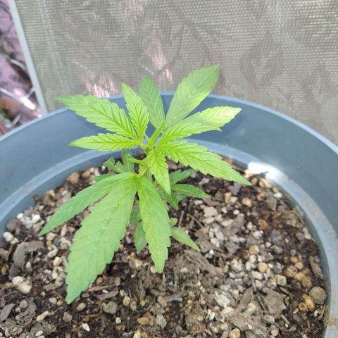 Fenix growlog timeline photo
