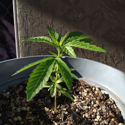Fenix growlog timeline photo