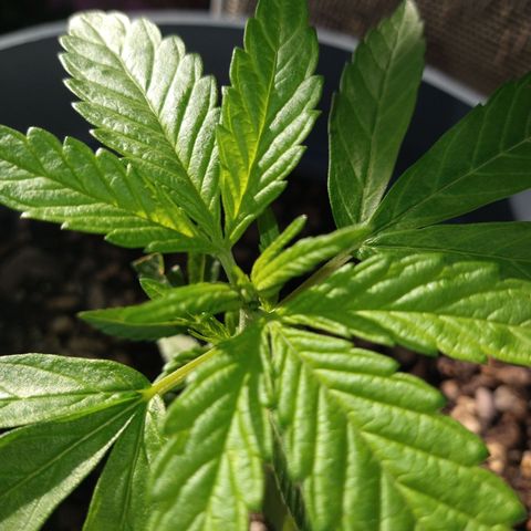 Fenix growlog timeline photo