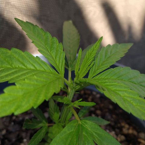 Fenix growlog timeline photo