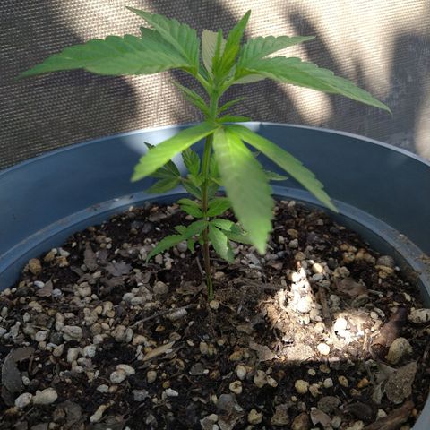 Fenix growlog timeline photo