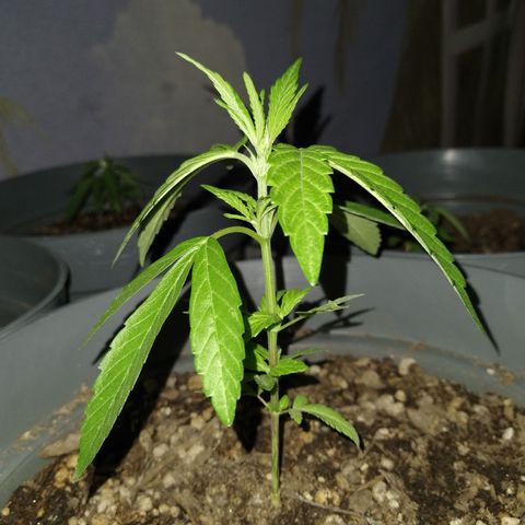 Fenix growlog timeline photo