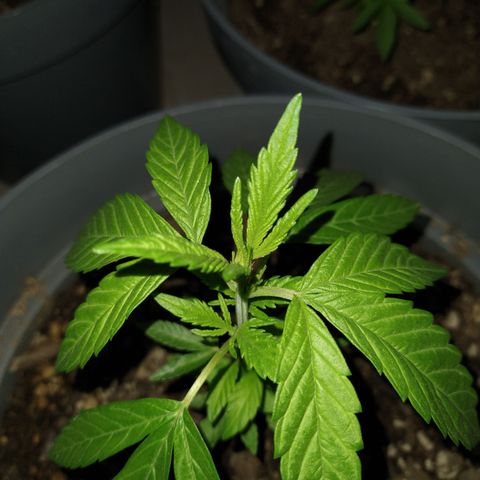 Fenix growlog timeline photo