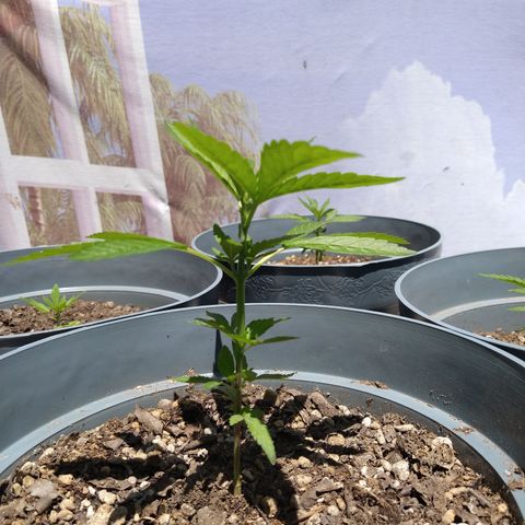 Fenix growlog photo: The tallest and strongest. Fenix is showing twice as much growth as all the other plants.  Double the vegetation daily. 