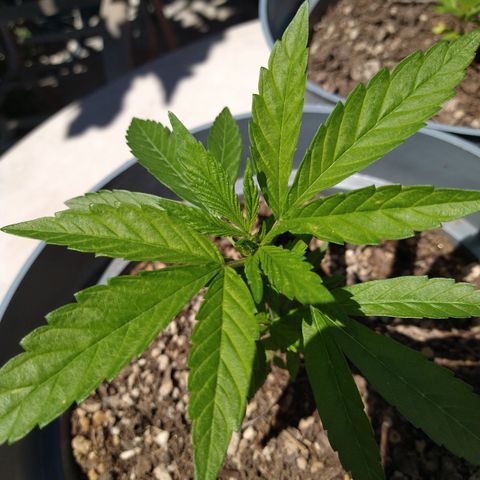 Fenix growlog photo: The tallest and strongest. Fenix is showing twice as much growth as all the other plants.  Double the vegetation daily. 