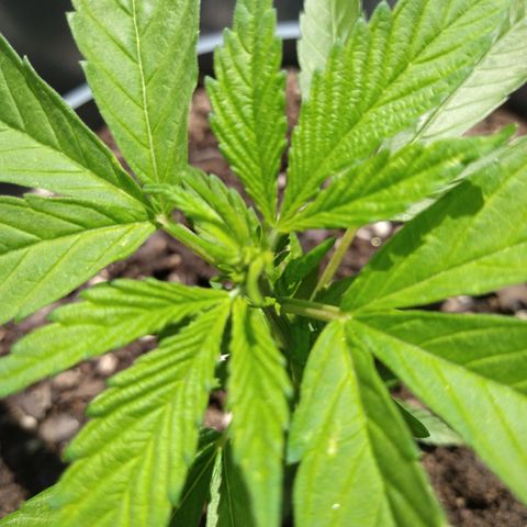 Fenix growlog photo: She is doubling the growth as all her sisters and he top soil is going to triple it. 