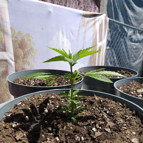 Fenix growlog photo: She is doubling the growth as all her sisters and he top soil is going to triple it. 