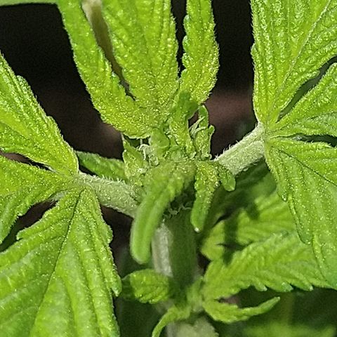 Fenix growlog photo: 16cm * 21cm 