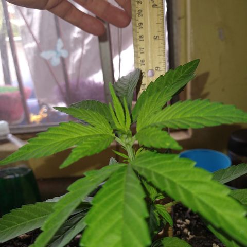 Fenix growlog photo: 16cm * 21cm 