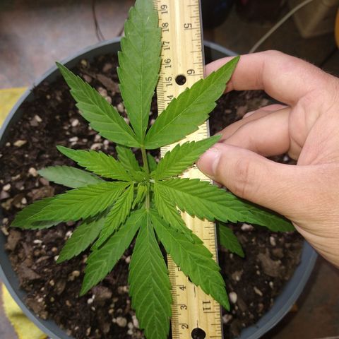 Fenix growlog photo: 16cm * 21cm 