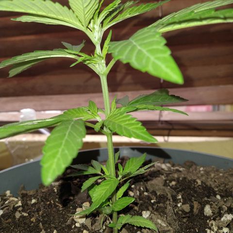 Fenix growlog timeline photo