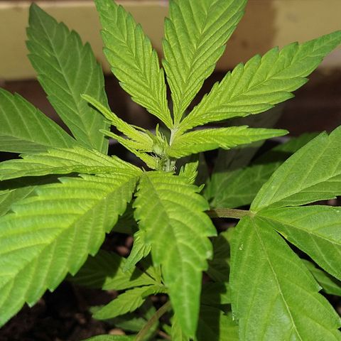Fenix growlog timeline photo