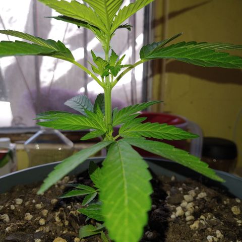 Fenix growlog timeline photo