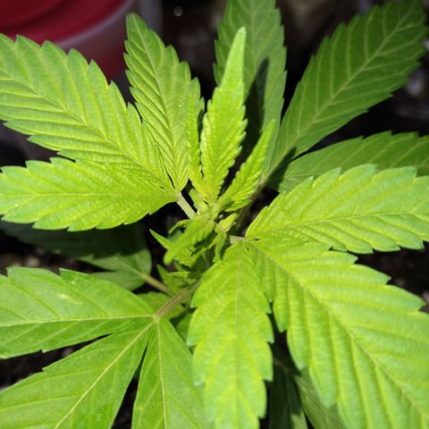 Fenix growlog timeline photo