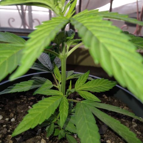 Fenix growlog timeline photo