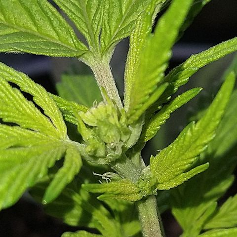 Fenix growlog timeline photo