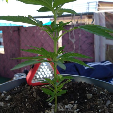 Fenix growlog photo: Pre- Prune