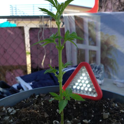 Fenix growlog photo: Post - Prune