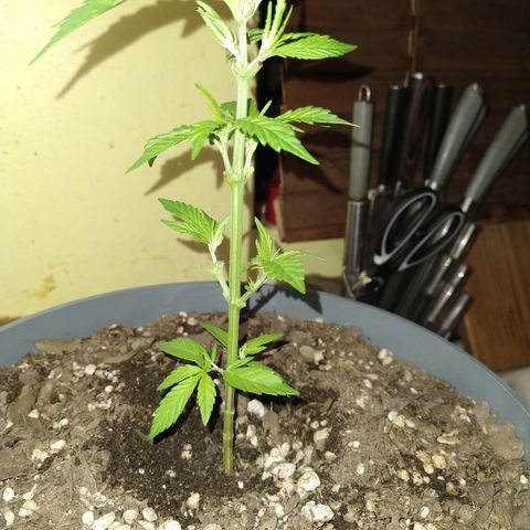 Fenix growlog timeline photo