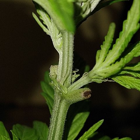 Fenix growlog timeline photo