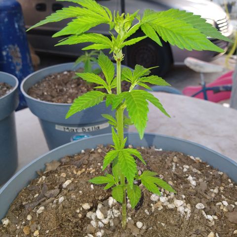 Fenix growlog timeline photo