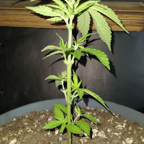 Fenix growlog timeline photo