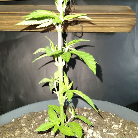 Fenix growlog timeline photo