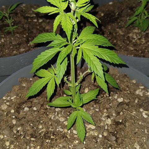 Fenix growlog photo: She completely dwarfs her sisters in the background