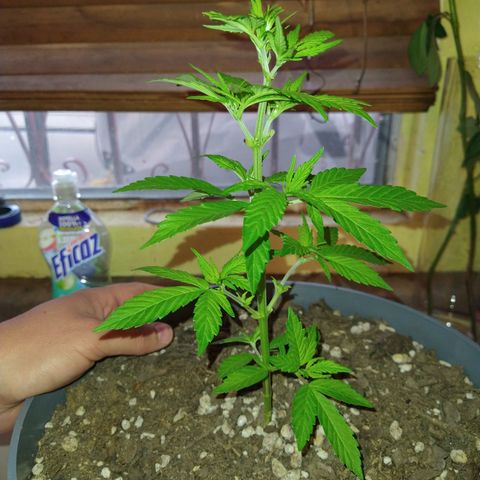 Fenix growlog timeline photo