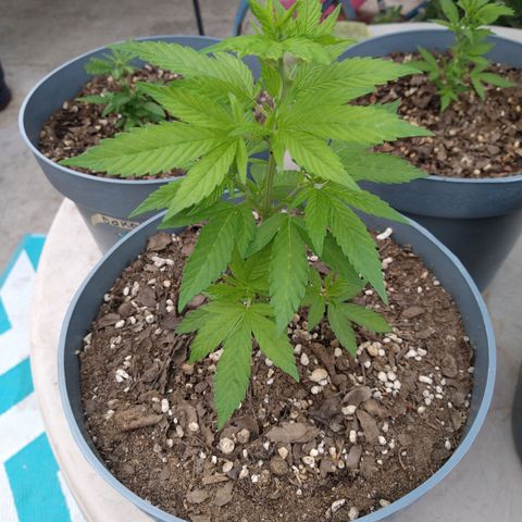 Fenix growlog timeline photo