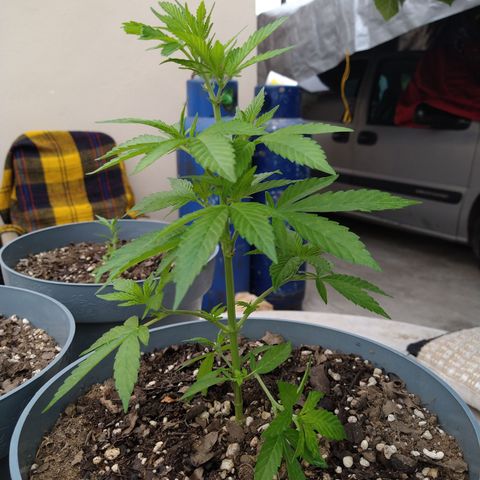 Fenix growlog timeline photo