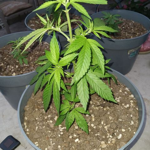 Fenix growlog timeline photo