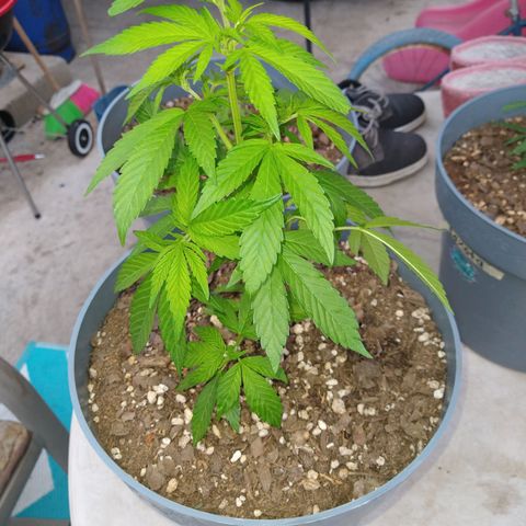 Fenix growlog timeline photo