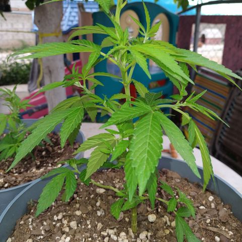 Fenix growlog timeline photo