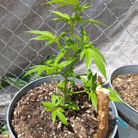 Fenix growlog timeline photo